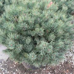 Borovice lesní 'Watereri' - Pinus sylvestris 'Watereri'