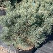 Borovice lesní 'Watereri' - Pinus sylvestris 'Watereri'
