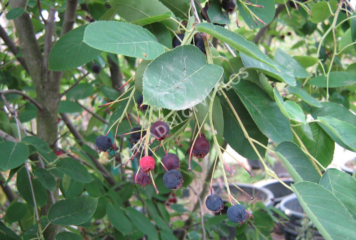 Muchovník Lamarkův - Amelanchier lamarckii