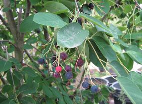 Muchovník Lamarkův - Amelanchier lamarckii