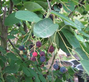 Muchovník Lamarkův - Amelanchier lamarckii