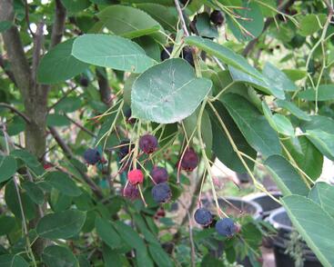 Muchovník Lamarkův