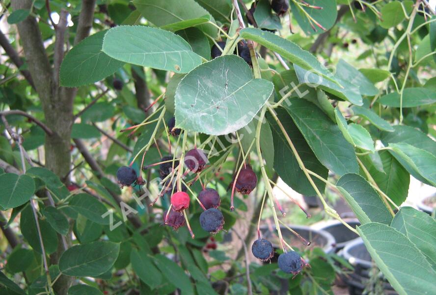 Muchovník Lamarkův - Amelanchier lamarckii