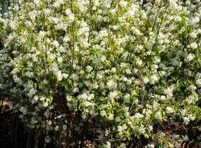 Muchovník Lamarkův - Amelanchier lamarckii