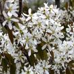 Muchovník Lamarkův - Amelanchier lamarckii