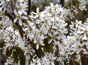 Muchovník Lamarkův - Amelanchier lamarckii