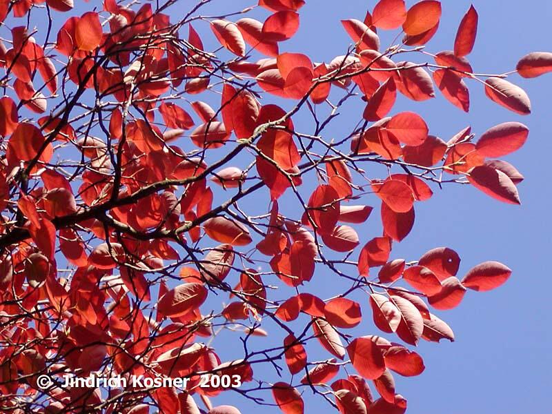 Muchovník Lamarkův - Amelanchier lamarckii