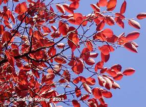 Muchovník Lamarkův - Amelanchier lamarckii