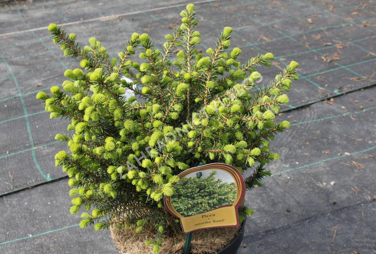 Smrk omorika 'Karel' - Picea omorika 'Karel'