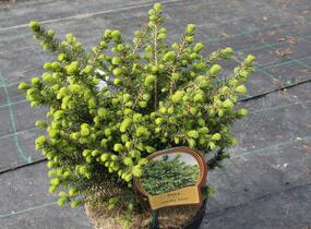 Smrk omorika 'Karel' - Picea omorika 'Karel'