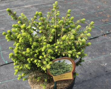 Smrk omorika 'Karel'