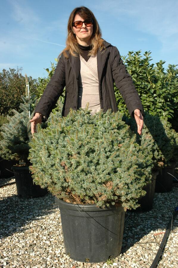 Smrk omorika 'Karel' - Picea omorika 'Karel'