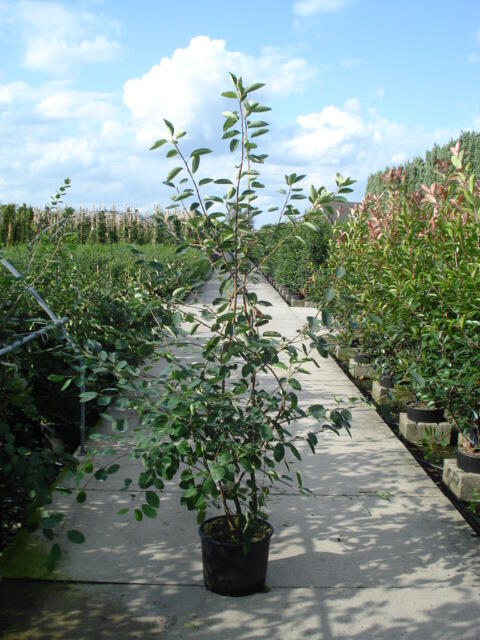 Muchovník hladký 'Ballerina' - Amelanchier laevis 'Ballerina'