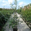 Muchovník hladký 'Ballerina' - Amelanchier laevis 'Ballerina'