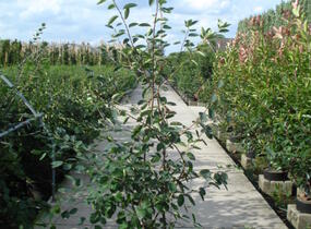 Muchovník hladký 'Ballerina' - Amelanchier laevis 'Ballerina'