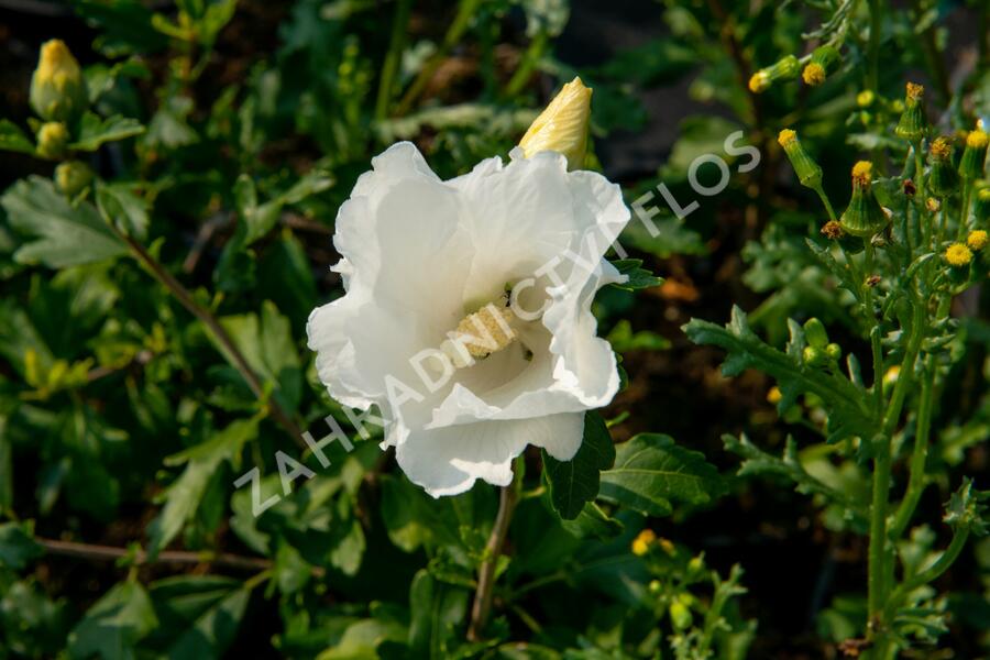 Ibišek syrský 'William R. Smith' - Hibiscus syriacus 'William R. Smith'