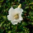 Ibišek syrský 'William R. Smith' - Hibiscus syriacus 'William R. Smith'