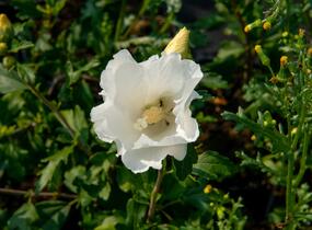 Ibišek syrský 'William R. Smith' - Hibiscus syriacus 'William R. Smith'