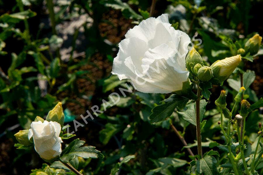 Ibišek syrský 'William R. Smith' - Hibiscus syriacus 'William R. Smith'