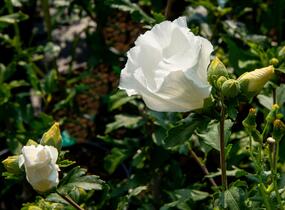 Ibišek syrský 'William R. Smith' - Hibiscus syriacus 'William R. Smith'