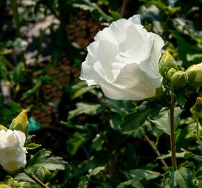 Ibišek syrský 'William R. Smith' - Hibiscus syriacus 'William R. Smith'