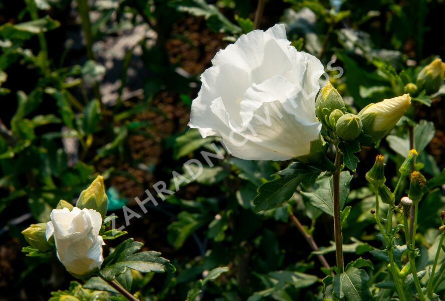 Ibišek syrský 'William R. Smith' - Hibiscus syriacus 'William R. Smith'