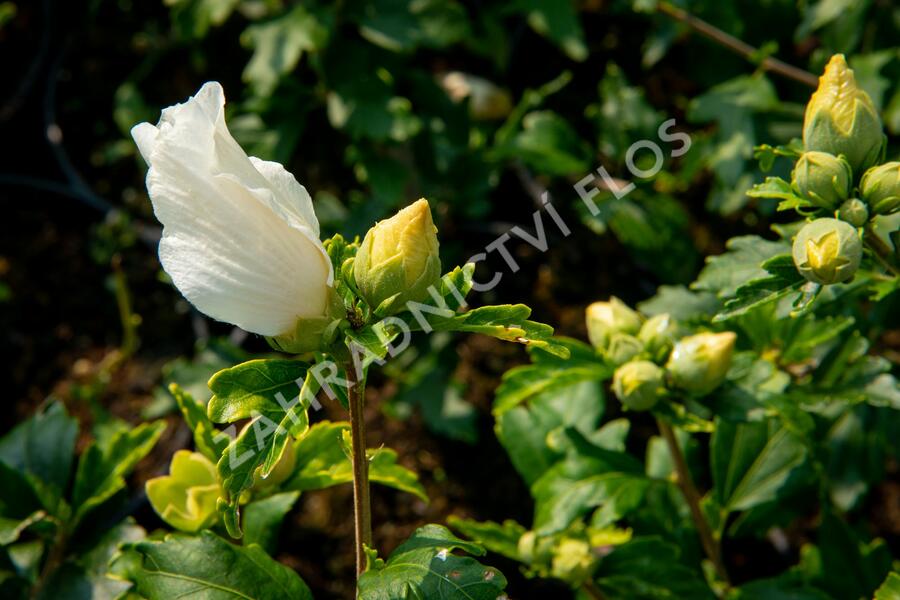 Ibišek syrský 'William R. Smith' - Hibiscus syriacus 'William R. Smith'