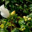 Ibišek syrský 'William R. Smith' - Hibiscus syriacus 'William R. Smith'