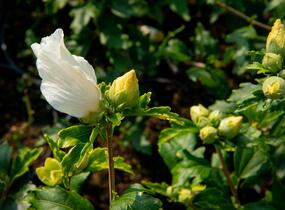 Ibišek syrský 'William R. Smith' - Hibiscus syriacus 'William R. Smith'