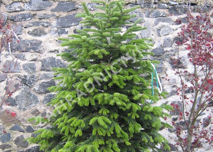 Jedle kavkazská - Abies nordmanniana
