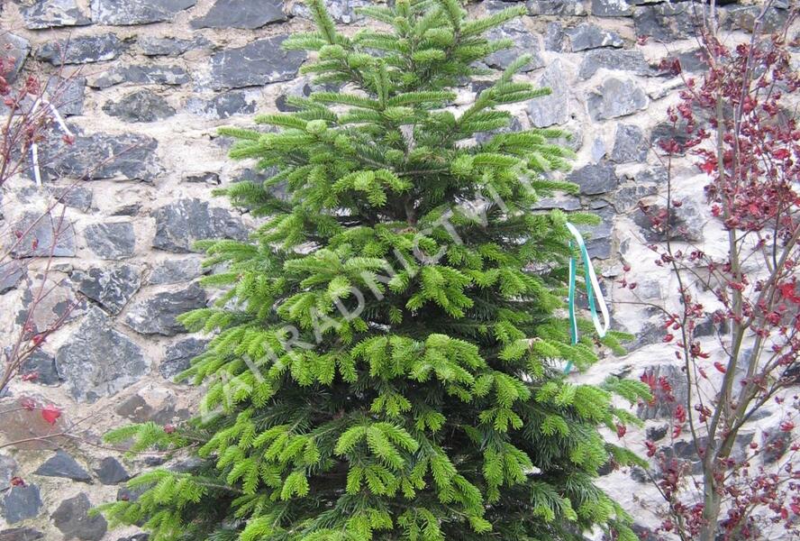 Jedle kavkazská - Abies nordmanniana