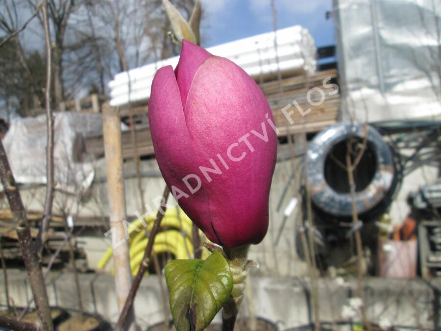 Šácholan 'Black Tulip' - Magnolia 'Black Tulip'