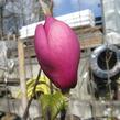 Šácholan 'Black Tulip' - Magnolia 'Black Tulip'