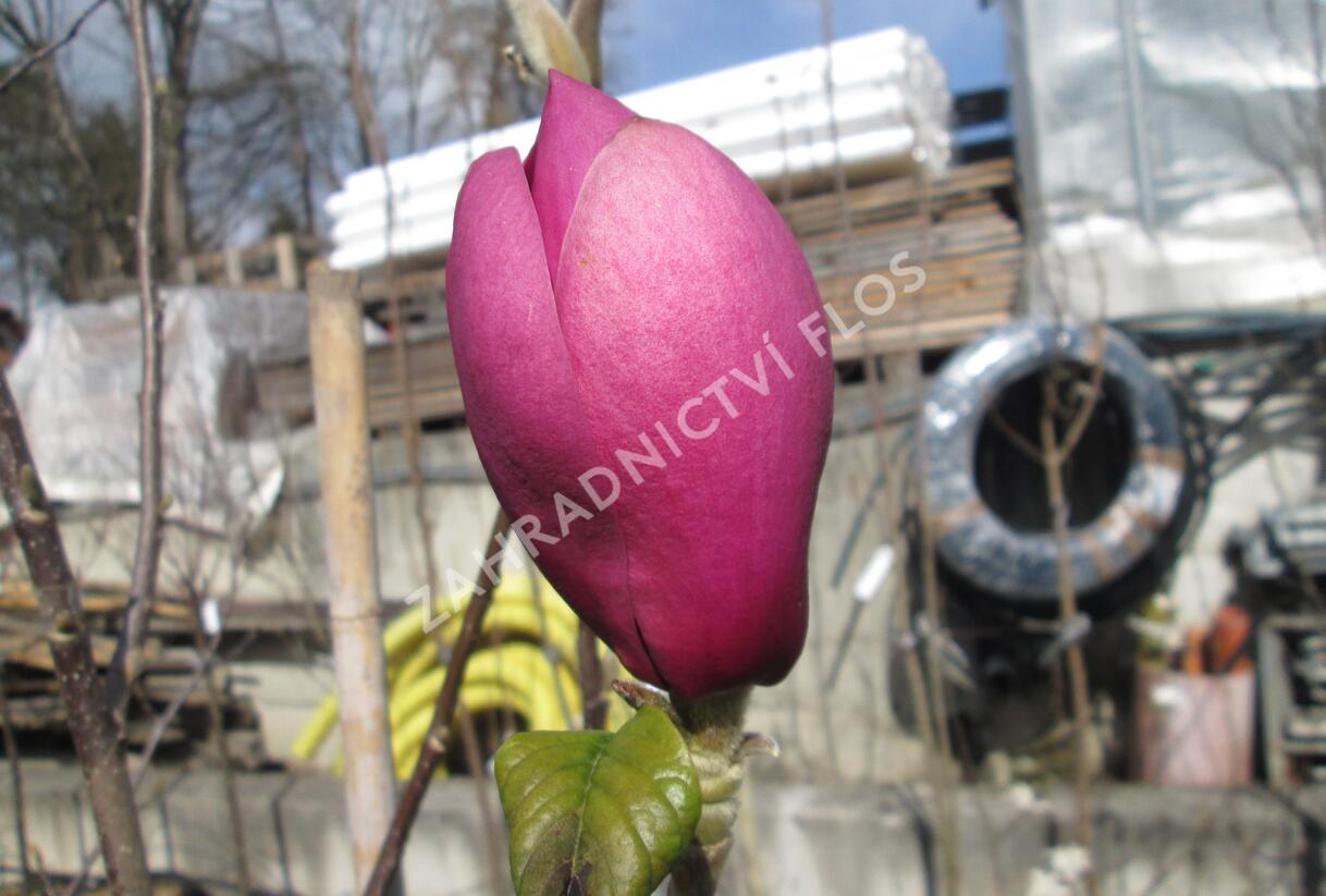 Šácholan 'Black Tulip' - Magnolia 'Black Tulip'