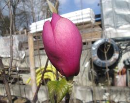 Šácholan 'Black Tulip'