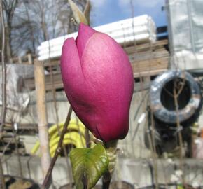 Šácholan 'Black Tulip' - Magnolia 'Black Tulip'