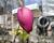Šácholan 'Black Tulip'