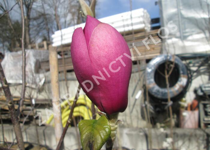 Šácholan 'Black Tulip' - Magnolia 'Black Tulip'