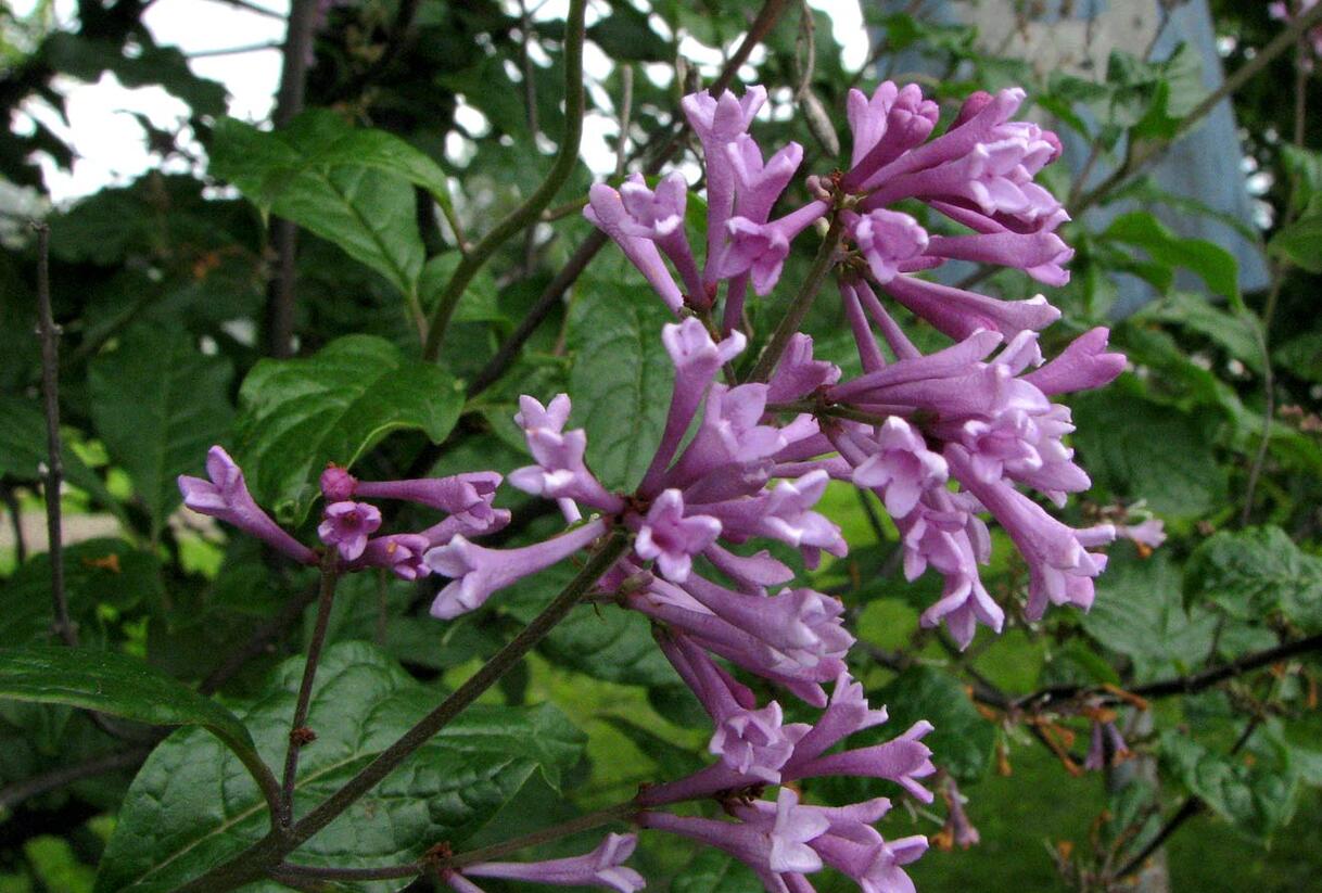 Šeřík karpatský - Syringa josikaea