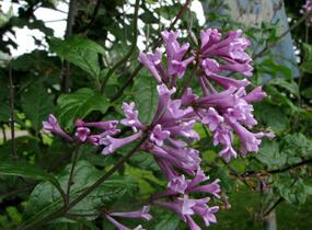 Šeřík karpatský - Syringa josikaea