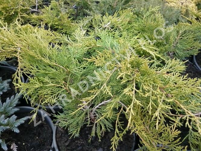 Jalovec chvojka 'Tamariscifolia' - Juniperus sabina 'Tamariscifolia'