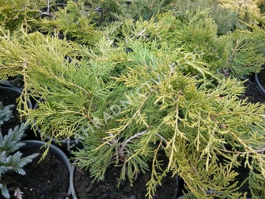 Jalovec chvojka 'Tamariscifolia' - Juniperus sabina 'Tamariscifolia'