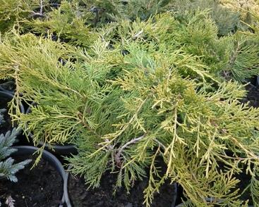 Jalovec chvojka 'Tamariscifolia'