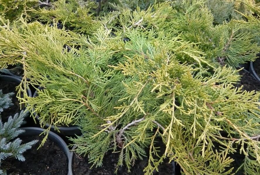 Jalovec chvojka 'Tamariscifolia' - Juniperus sabina 'Tamariscifolia'