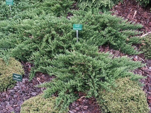 Jalovec chvojka 'Tamariscifolia' - Juniperus sabina 'Tamariscifolia'