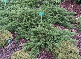 Jalovec chvojka 'Tamariscifolia' - Juniperus sabina 'Tamariscifolia'