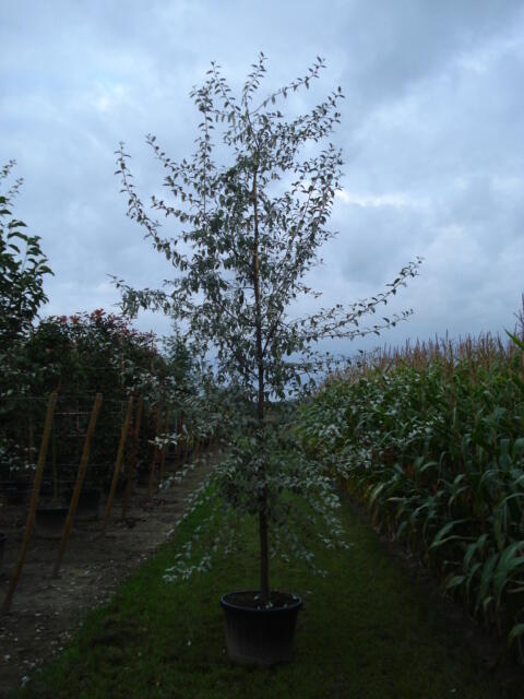 Hlošina 'Quicksilver' - Elaeagnus 'Quicksilver'