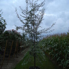 Hlošina 'Quicksilver' - Elaeagnus 'Quicksilver'