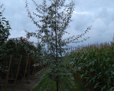 Hlošina 'Quicksilver'