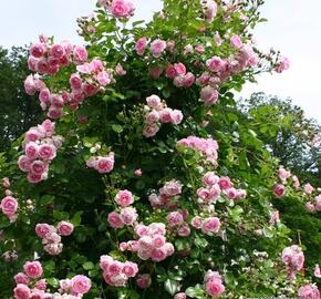 Růže pnoucí Kordes 'Jasmina' - Rosa PN 'Jasmina'